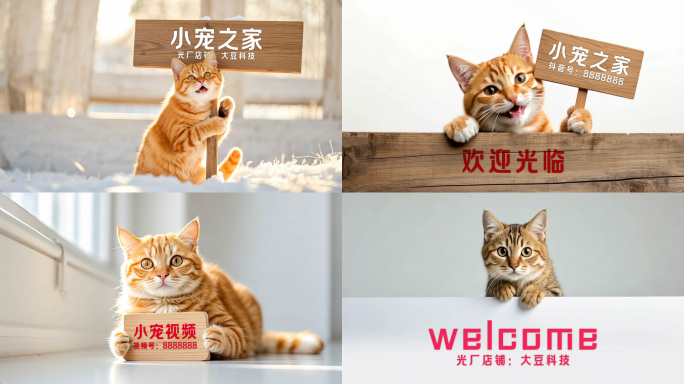 可爱猫咪举牌展示
