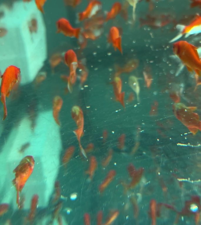 4k金鱼水族箱的梦幻世界