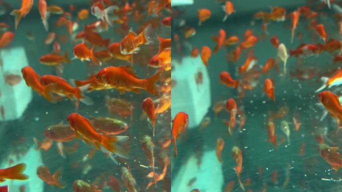 4k金鱼水族箱的梦幻世界