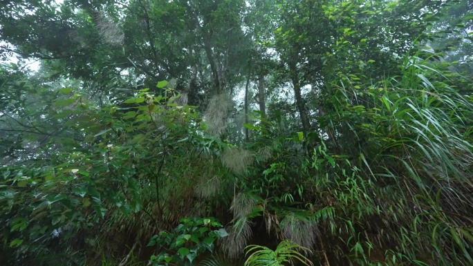 热带雨林茂密植被