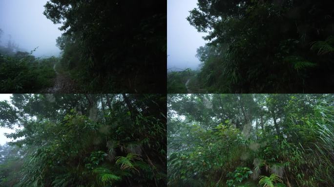 热带雨林茂密植被