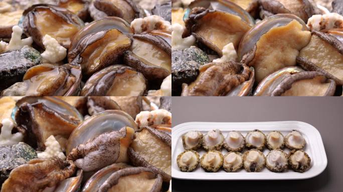 鲜活鲍鱼食材