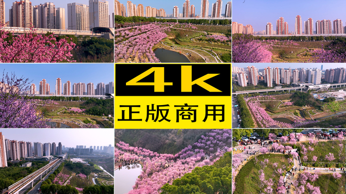 红梅轻轨人文风景城市春天风景
