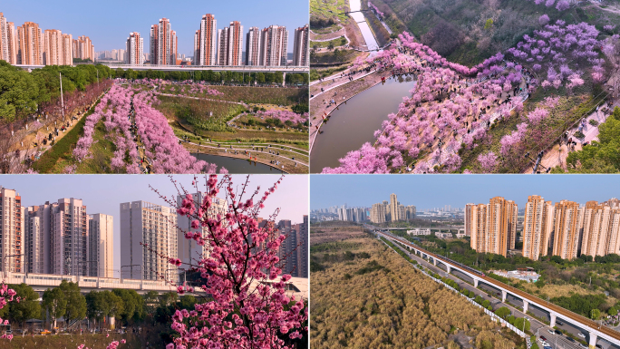 红梅轻轨人文风景城市春天风景