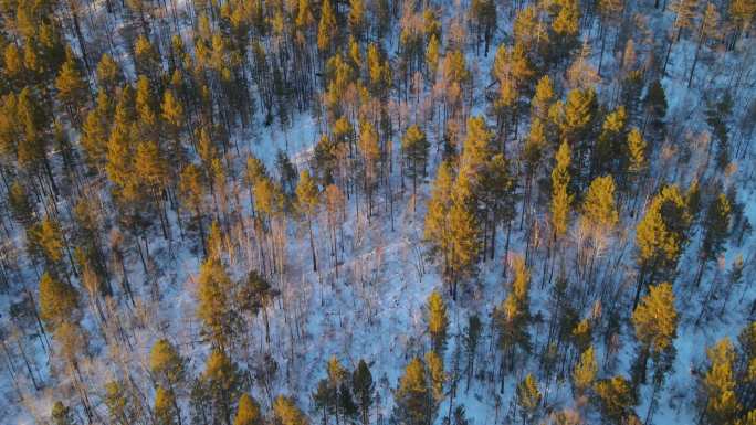 雪后山林