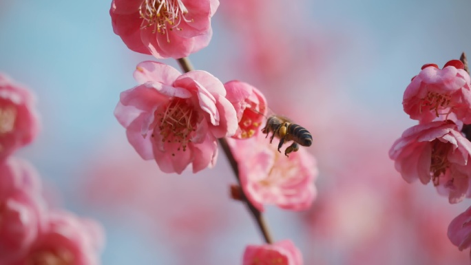 春天桃花绽放