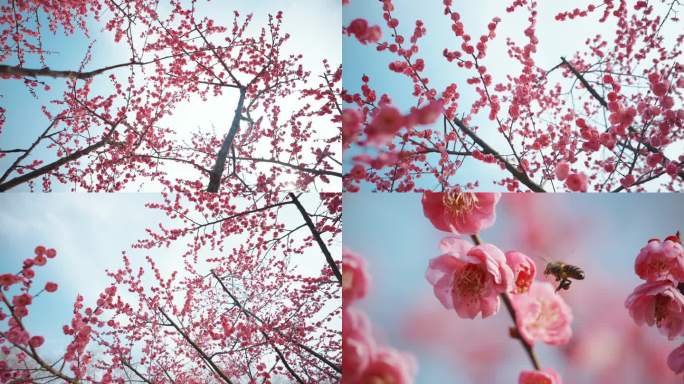 春天桃花绽放