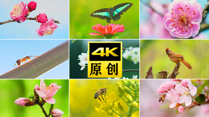 春天土土壤田野空镜风筝油菜花春耕蜜蜂花朵