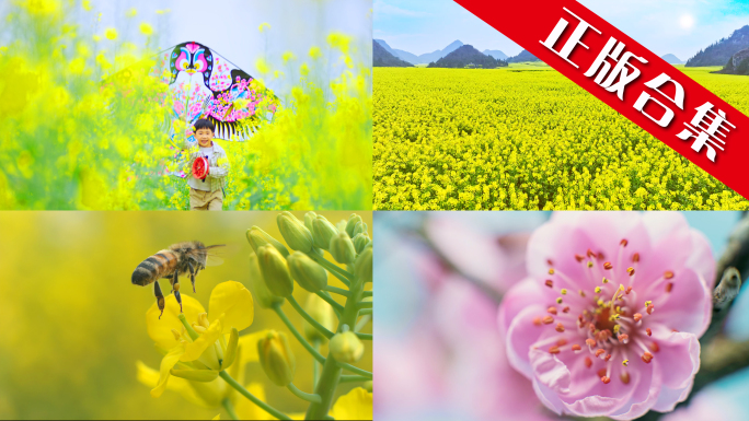 春天土土壤田野空镜风筝油菜花春耕蜜蜂花朵