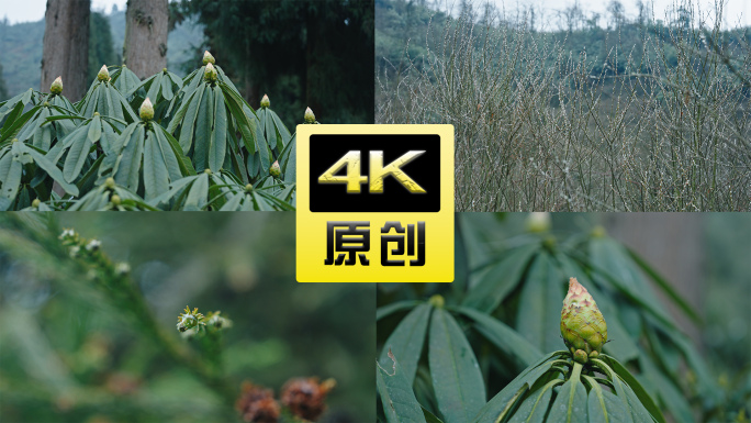 龙池植物发芽高山杜鹃花苞4k