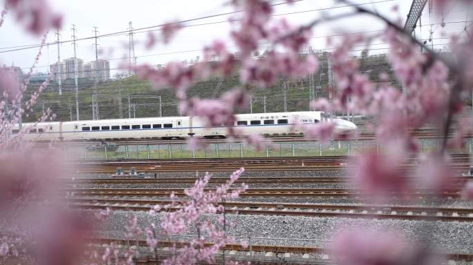 高铁穿梭于烂漫花丛中花海列车