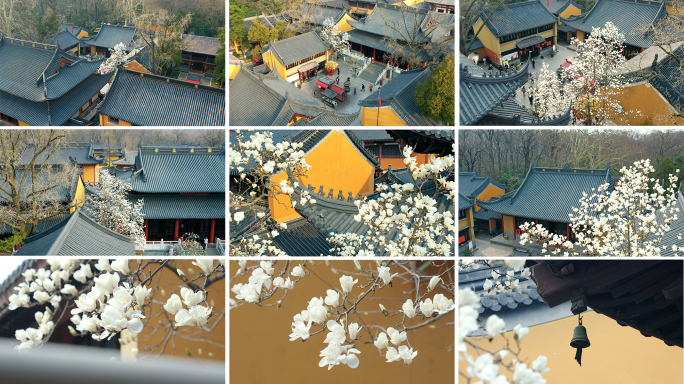 古寺，玉兰花