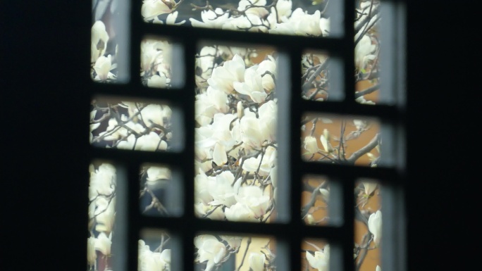 古寺，玉兰花