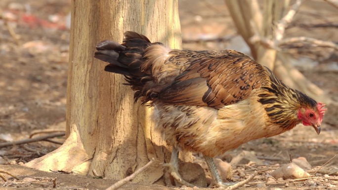 散养土鸡在树林中刨土啄食