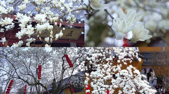 法喜寺500岁玉兰花