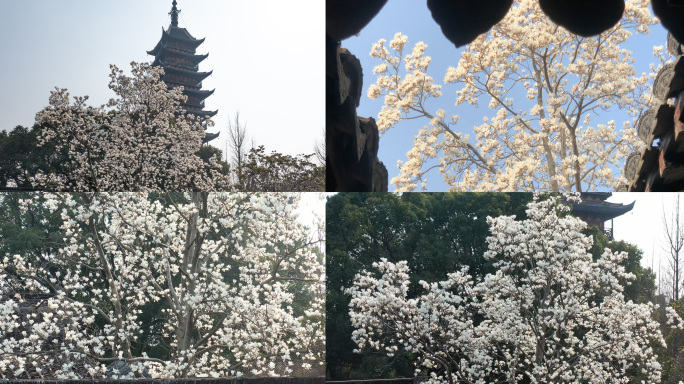 常熟方塔园白玉兰航拍运镜10镜组合