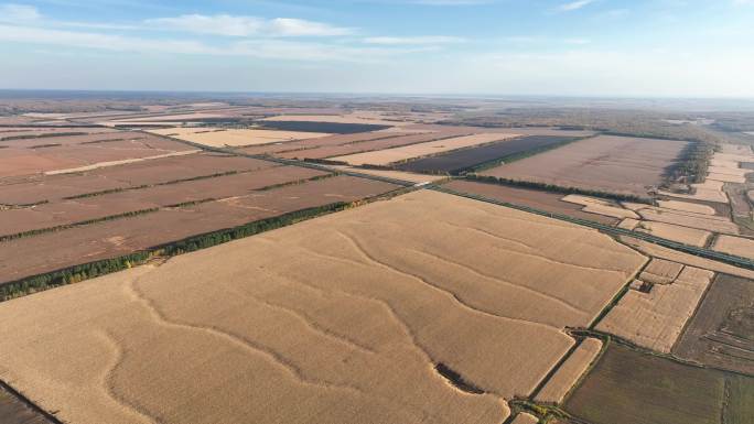 4k实拍 金色田野航拍景观