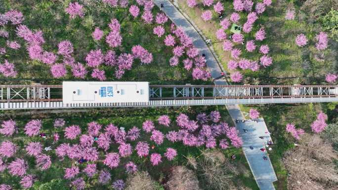 重庆开往春天的列车4k