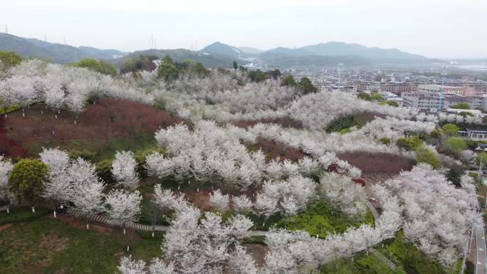 航拍樱花  春日樱花烂漫盛开