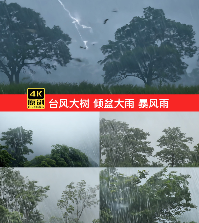 台风大树 倾盆大雨 暴风雨
