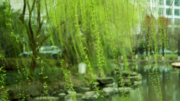 柳枝柳条发芽，春天，垂柳，柳絮，嫩绿新叶