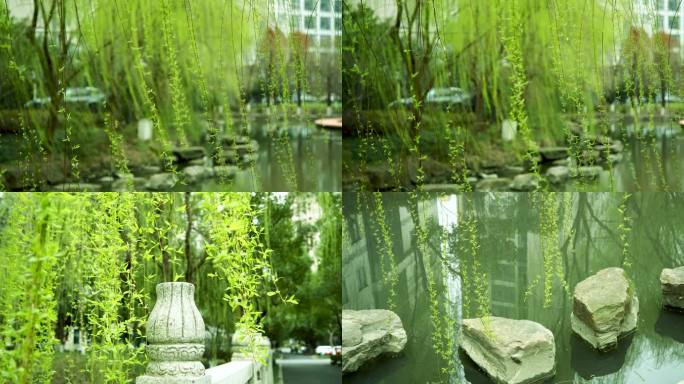 柳枝柳条发芽，春天，垂柳，柳絮，嫩绿新叶