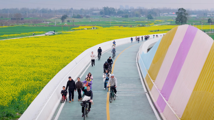 成都天府绿道油菜花骑行航拍4K