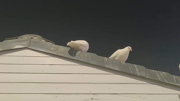 白鸽群聚场景鸽群栖息屋顶