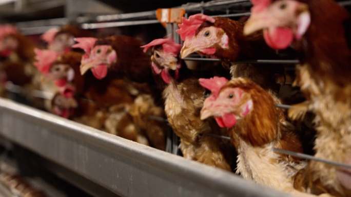 自动化鸡蛋工厂 蛋鸡养殖基地