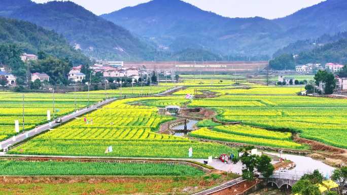2025长沙望城区茶亭花海油菜花