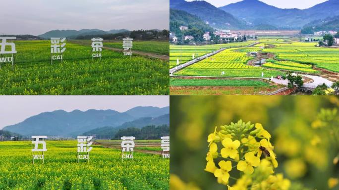 2025长沙望城区茶亭花海油菜花