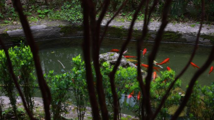 锦鲤金鱼鲤鱼戏水鱼池水鱼锦鲤锦鲤锦鲤