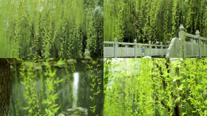 柳树垂柳春日美景，柳枝，春天，唯美柳枝