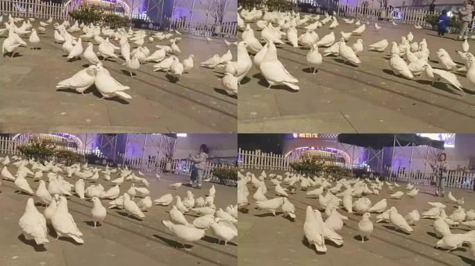 广场上玩鸽子的小孩广场鸽群聚集嬉戏
