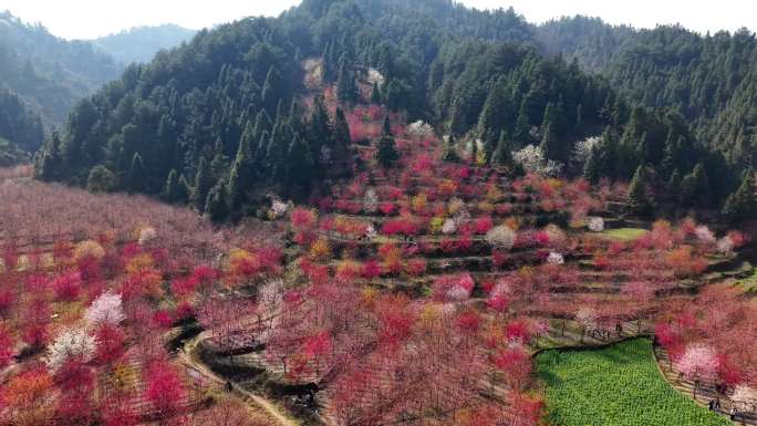 贵阳上麦城村航拍春日樱花盛开美景