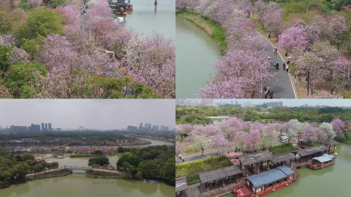广州海珠湿地公园紫荆花航拍01