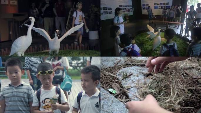 儿童青少年参加环保活动 湿地公园生态教育