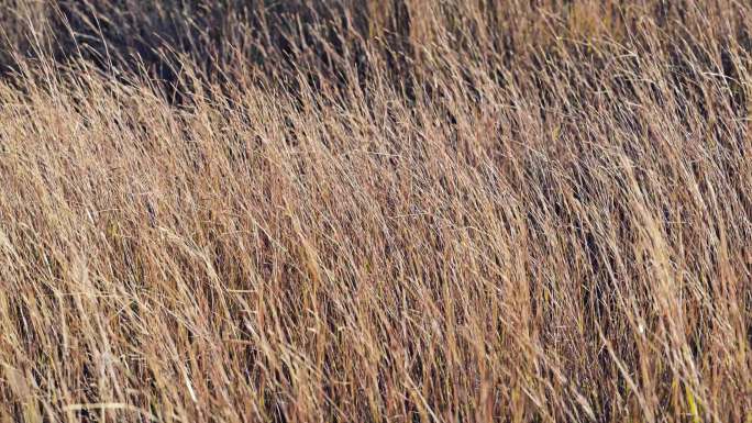 干枯的草秋日金色草地枯草摇曳