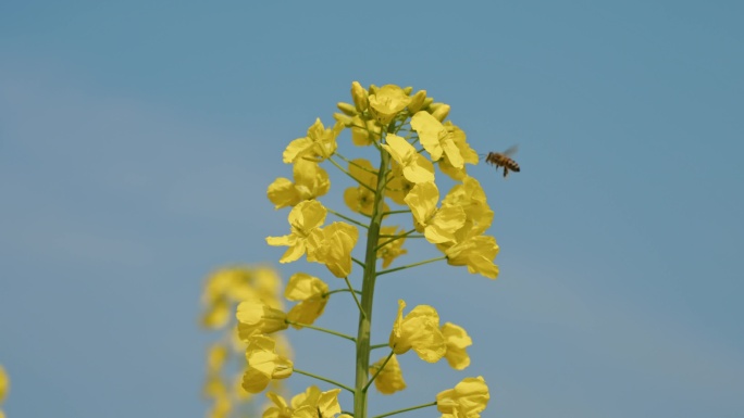 春天蓝天下油菜花田蜜蜂飞舞采蜜升格