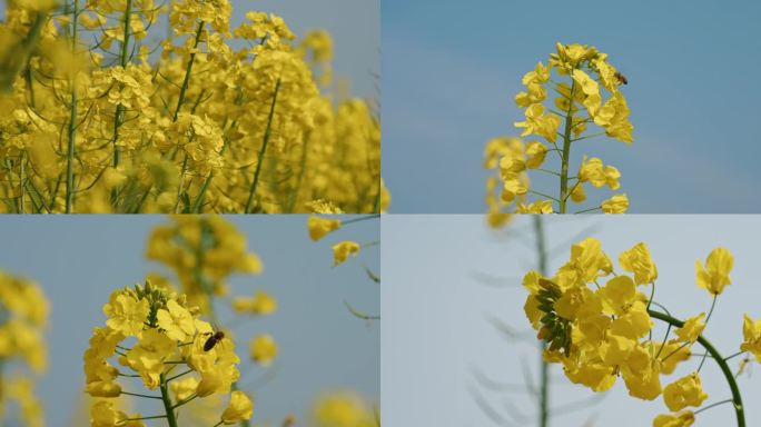 春天蓝天下油菜花田蜜蜂飞舞采蜜升格
