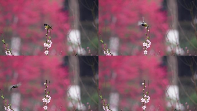 鸟儿飞走