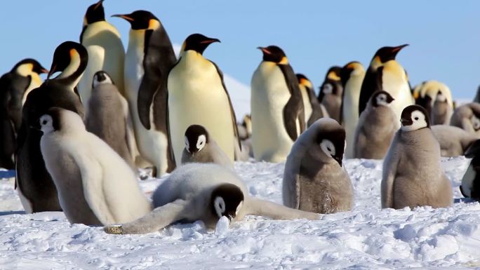 母皇企鹅和宝宝皇企鹅 / 南极洲