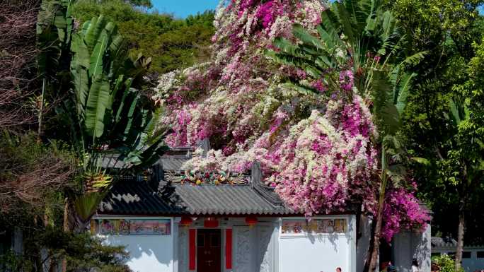 深圳园博园滙芳园三角梅