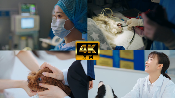 动物医生宠物医院兽医动物志愿者动物手术