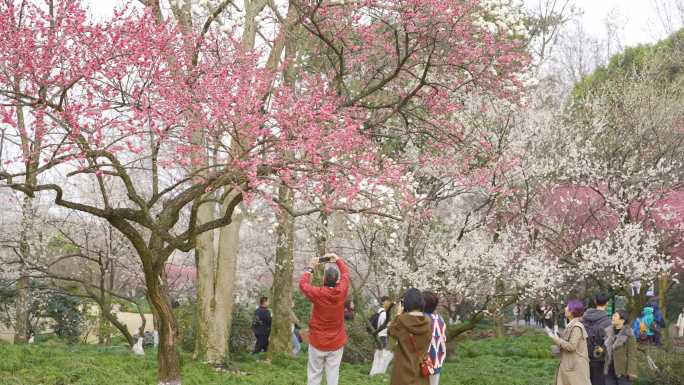 古风建筑梅花盛开