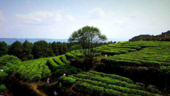 重庆巴南二圣镇白象山定心茶园