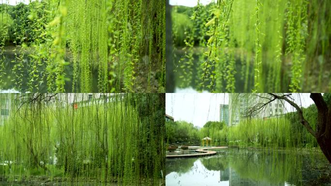 柳树依依春意盎然，垂柳，柳絮，唯美春天