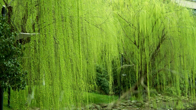 河边垂柳，绿意盎然的柳树，柳条，柳树倒影