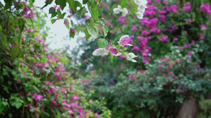 云南繁花似锦三角梅鲜花盛开