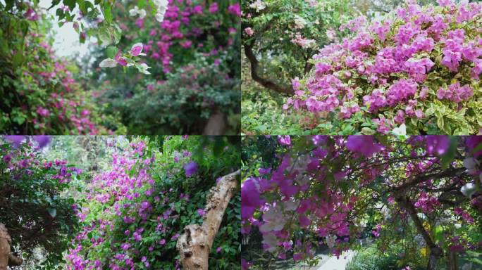 云南繁花似锦三角梅鲜花盛开